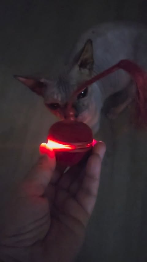 Instagram post by @sphynx.cats.us for Cheerble. Caption reads: Day or night, your cats won’t get bored with this....