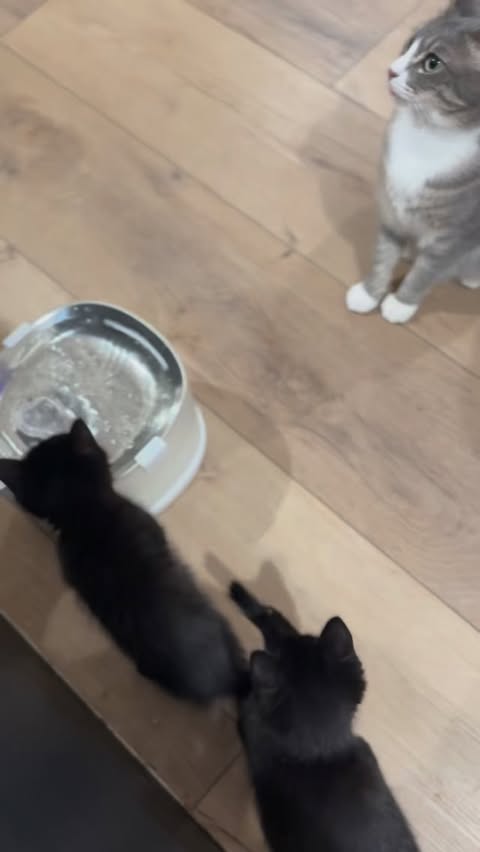 Instagram post by @soccercatmom for Cheerble. Caption reads: [...] chaos), clean water is a MUST. The Cheerble....