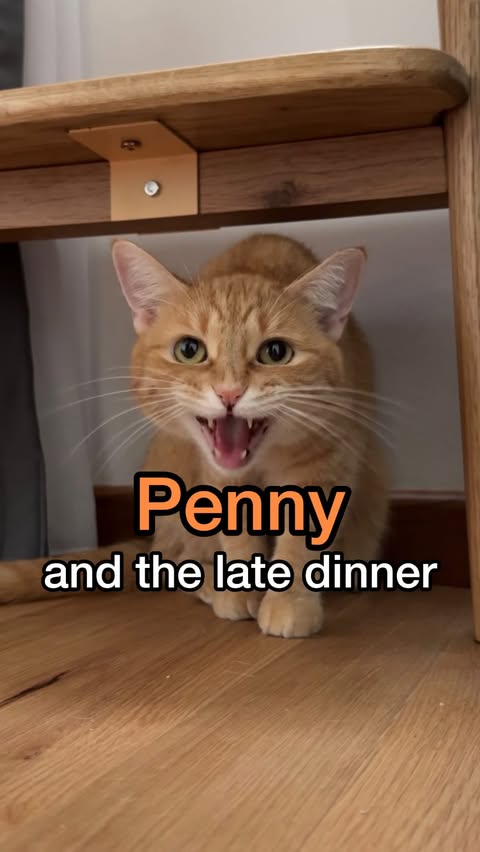 Instagram post by @pennythegingercat for Litter-Robot by Whisker. Caption reads: auto-feeder app outages? don’t know ‘em. WiFi....