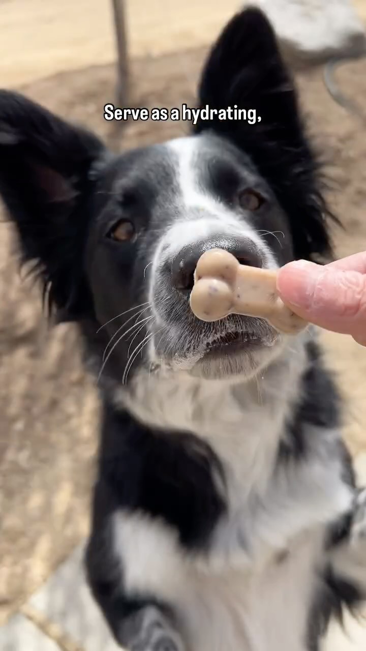 Instagram post by @laducb for Stella & Chewy's. Caption reads: Bringing the bloopers to life with this one!! Arlo....