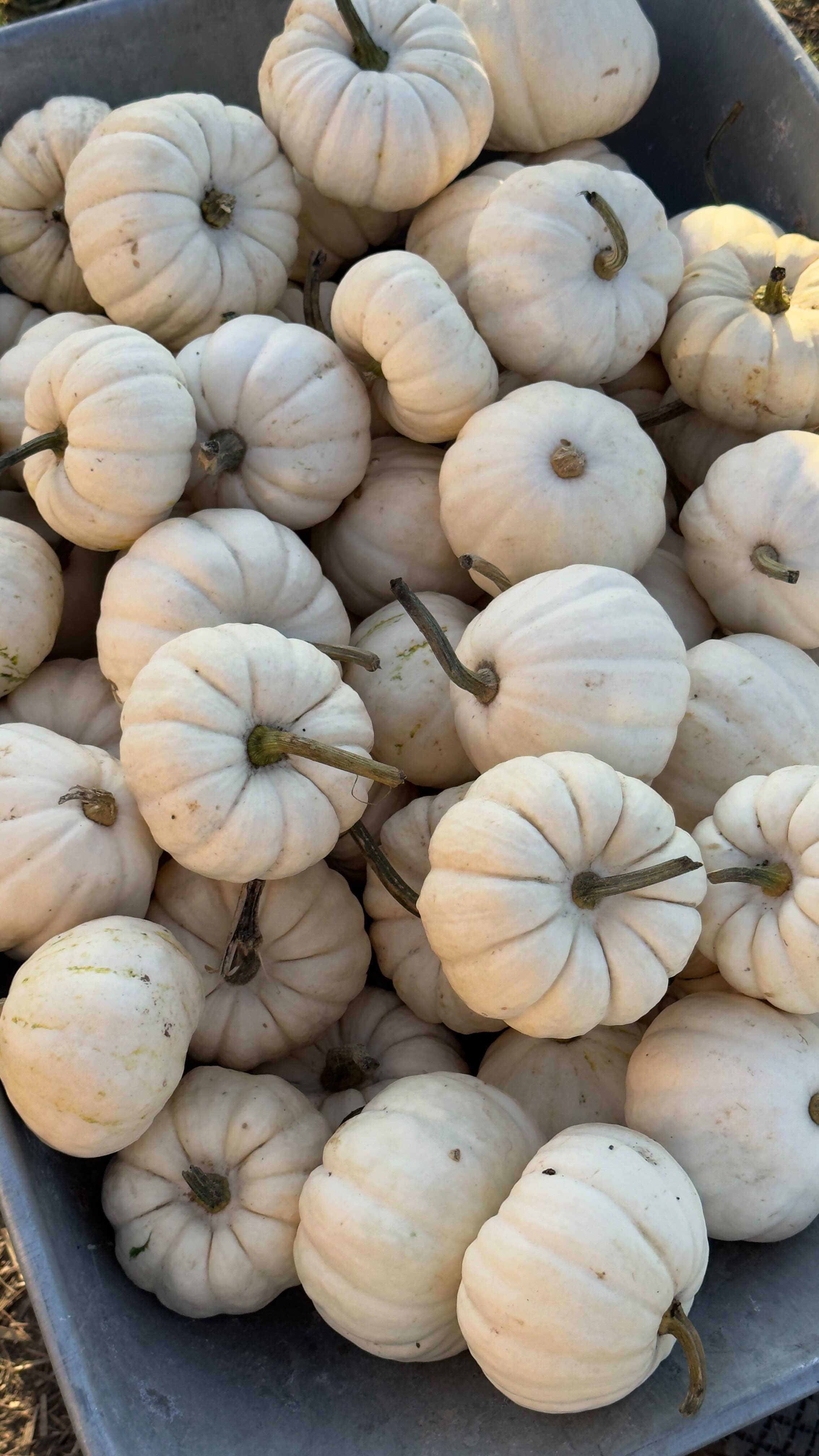 Instagram post by @selfish_ for Gym Glamour. Caption reads: [...] — 11:00 
Koniec: 31.10 — 23:59....