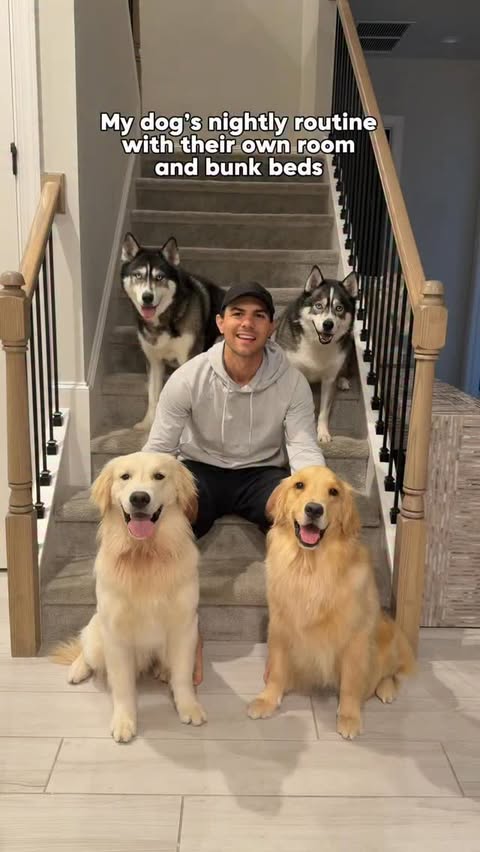 Instagram post by @imbluethesiberian for Wellness Pet Food. Caption reads: Fur on my toothbrush? Normal around here, but at....