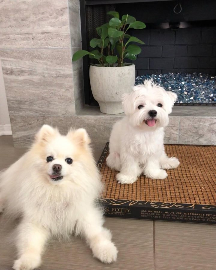 Instagram post by @mochifloof for Bark Potty. Caption reads: [...] has accidents indoors) so I got a Bark Potty....