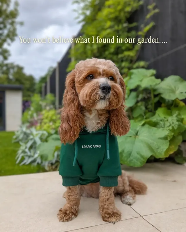 Instagram post by @penny.the.teddy for Spark Paws. Caption reads: [...] year's range of Halloween hoodies from....