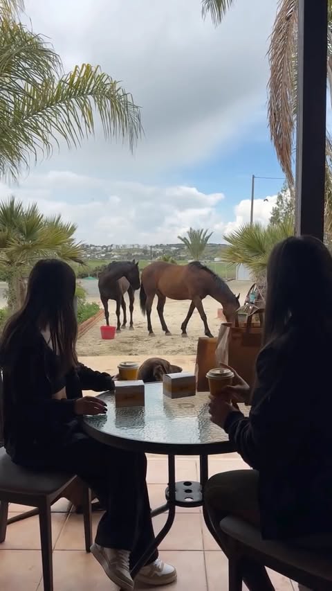 Instagram post by @shelby_the_horze for Wolt. Caption reads: Spend the day with me and @wolt.cyprus who is....