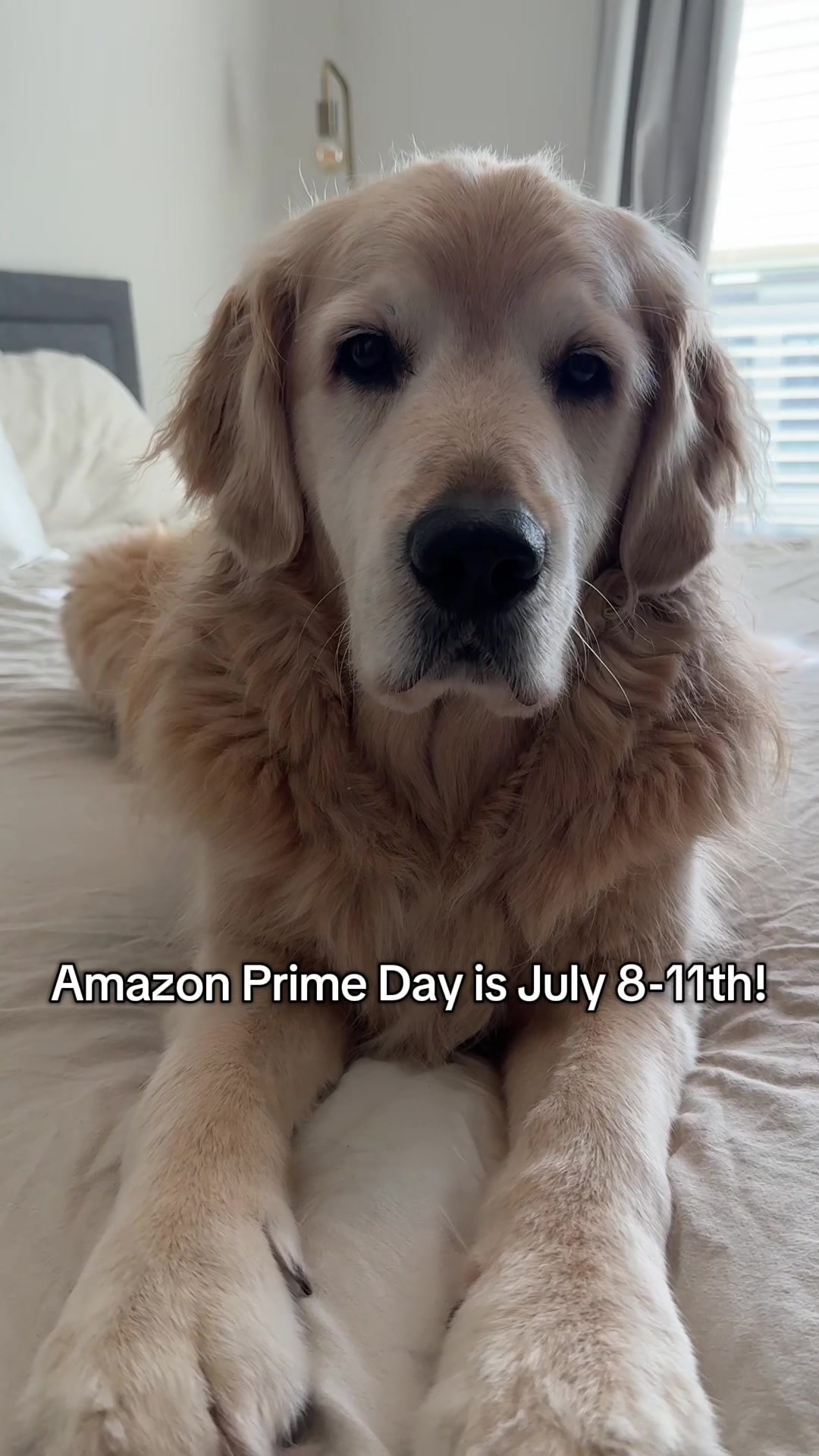 TikTok post by @charmingcharliethegolden for PetHonesty. Caption reads: @Amazon Prime Day is July 8-11! Make sure to check....