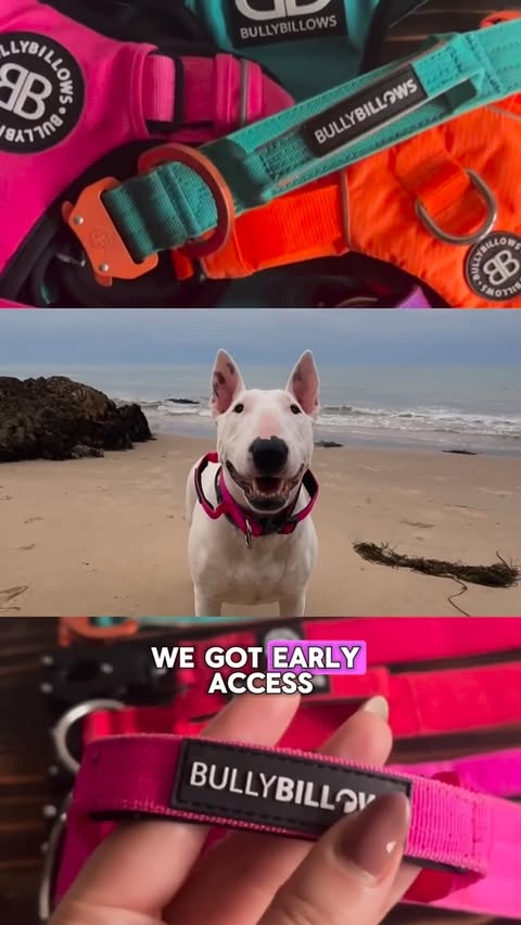 Instagram post by @cookie.and.nacho for BullyBillows. Caption reads: Not us getting early access to BullyBillows’ Black....