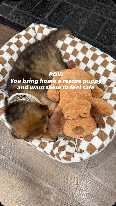 Instagram post by @lianijem for Pupfluence. Caption reads: [...] first came home? Tell me below! ⬇️....