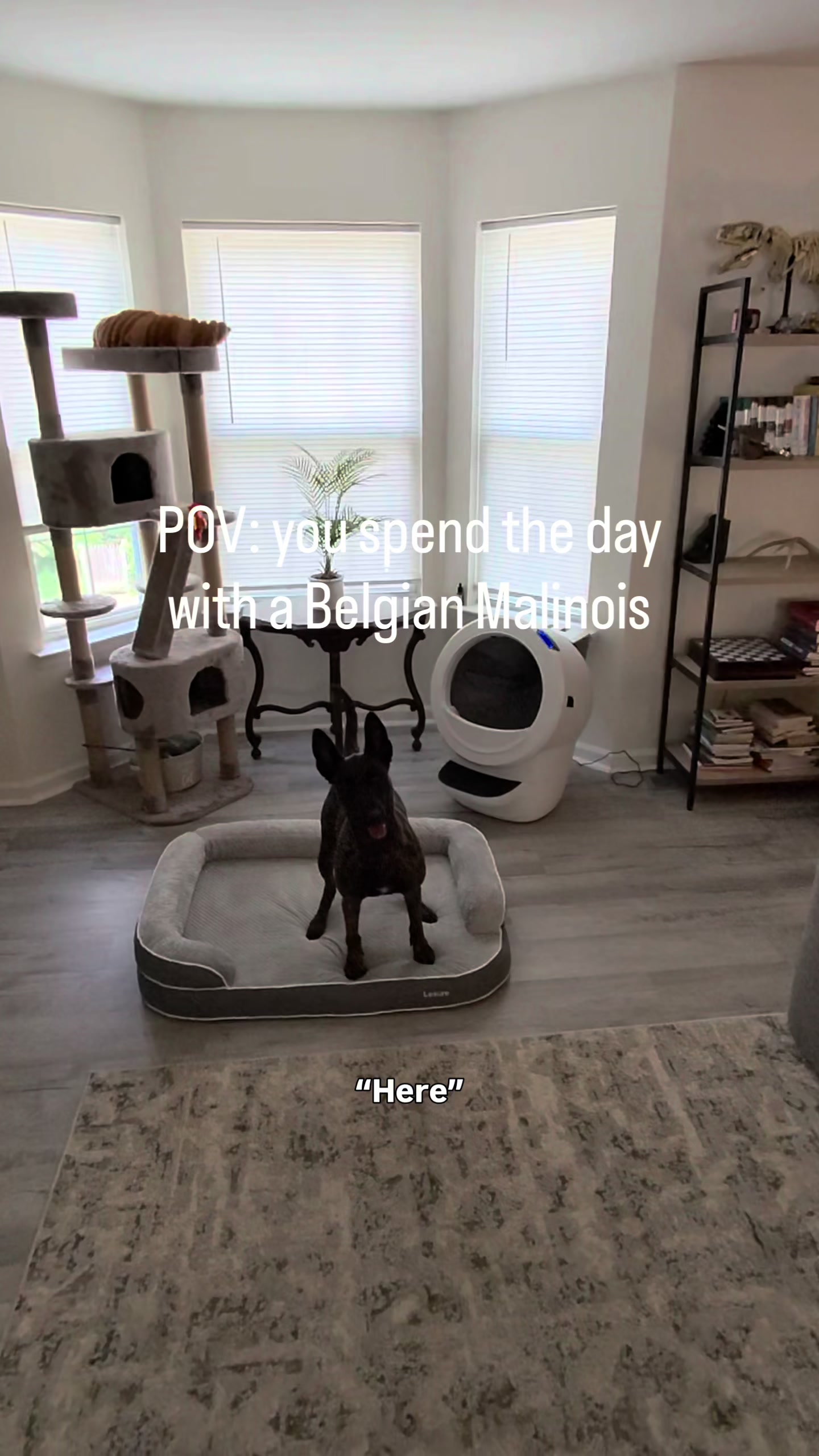 TikTok post by @brandywinedogacademy for Lesure Pet. Caption reads: [...] the new Lesure RealOrtho dog bed 🐺🐾....