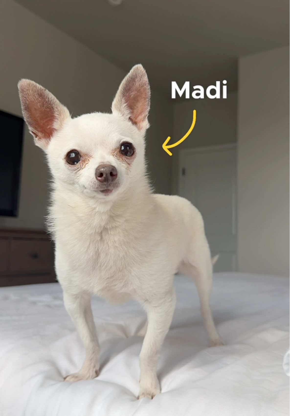 TikTok post by @thestadlerfam for Solid Gold Pet. Caption reads: [...] still eats like a queen thanks to @Solid....