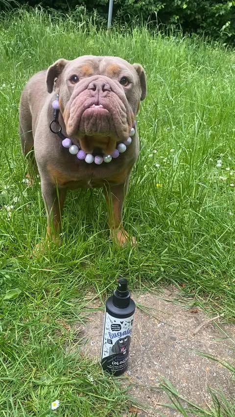 Instagram post by @hera_the_rottiebordeaux for Bugalugs Pet Care. Caption reads: [...] a little freshen-up! ✨ Thank you....