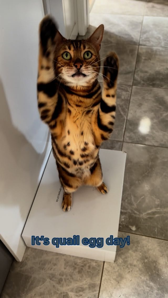 Instagram post by @george_the_bengal_cat for Big Country Raw. Caption reads: It’s treat day and we love our quail eggs from....