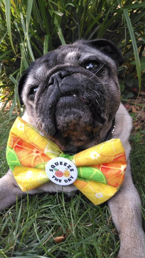 Instagram post by @lilrascalpug for Frankys Bowtique. Caption reads: P O V :  S e l f i e  S a t u r d a....