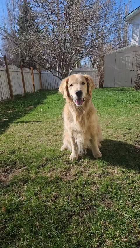 Instagram post by @griffinourgolden for Spark Paws. Caption reads: Do you love my sunblock t-shirt from....