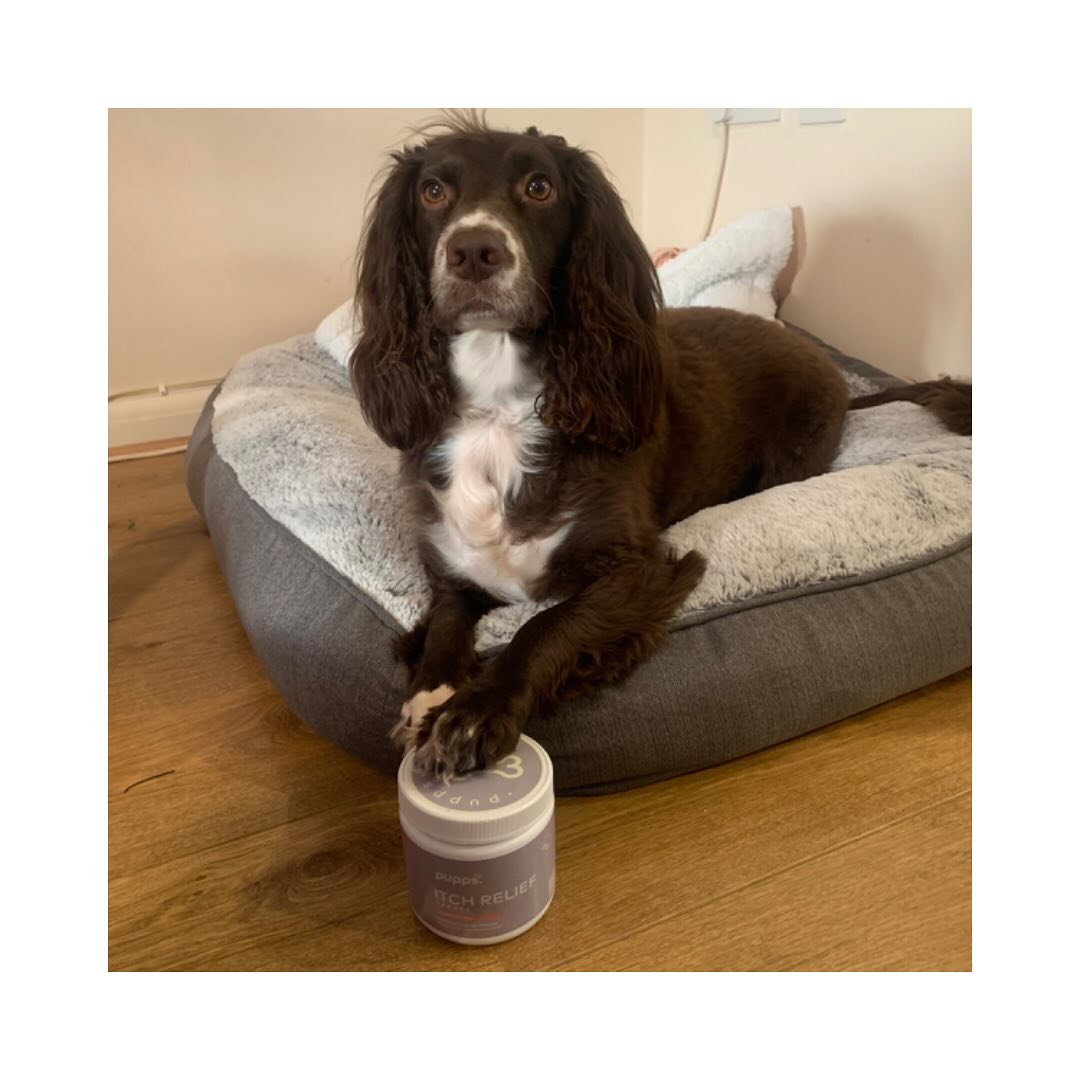Instagram post by @woody_the_englishcocker for Pupps. Caption reads: Swipe for a close up @puppsuk Itch Relief Treats....