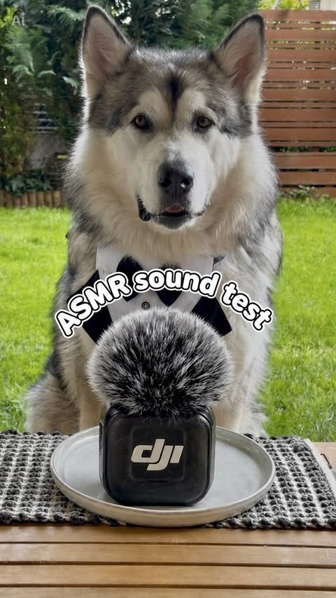 Instagram post by @nagathemalamute for DJI. Caption reads: Good sound really changes everything, and DJI Mic....