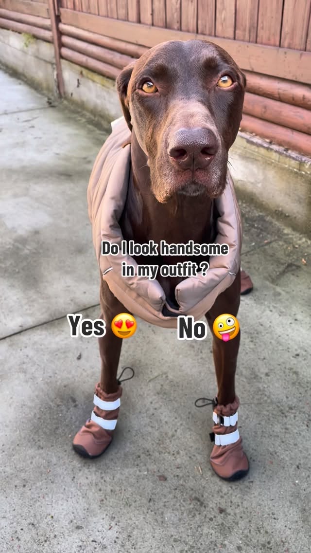 Instagram post by @rocky12gsp for Spark Paws. Caption reads: Do I look handsome in my outfit ? ☺️use code....