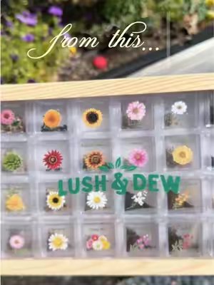 TikTok post by @britt_motherhood for LUSH&DEW. Caption reads: [...] #flowerseeds #gardening #flowergarden....