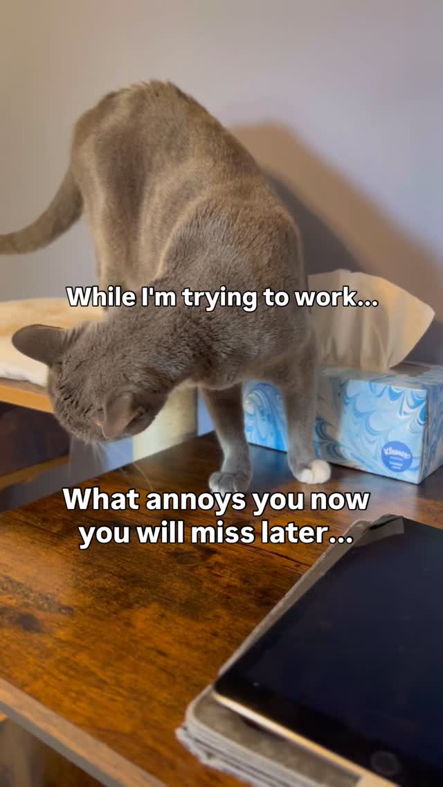 Instagram post by @purrfectinfluencer for Cats of Instagram. Caption reads: My little work buddy loves stepping on my ⌨️....