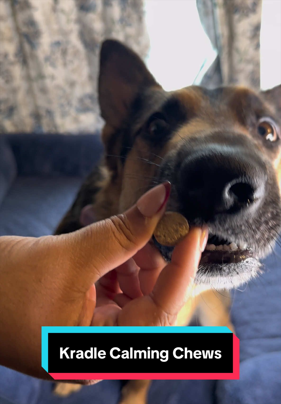 TikTok post by @fluff_force for Kradle. Caption reads: Apollo loves his daily @Kradle and I love the....