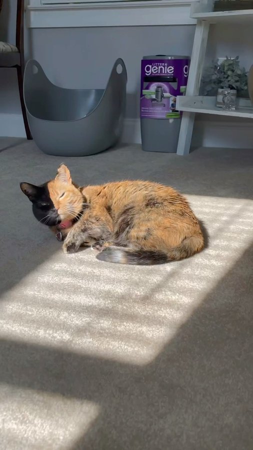 Instagram post by @venustwofacecat for Litter Genie. Caption reads: We 💜 our @littergenie pails! It’s simple & easy 3....