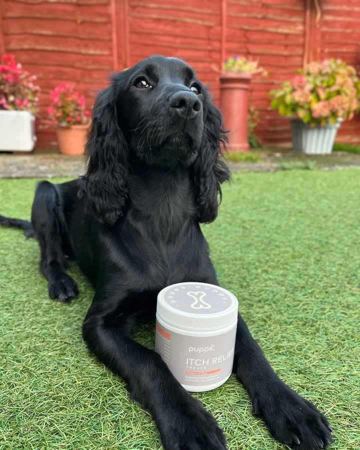 Instagram post by @lottieandthelabs for Pupps. Caption reads: [...] posing with my itch relief treats from....