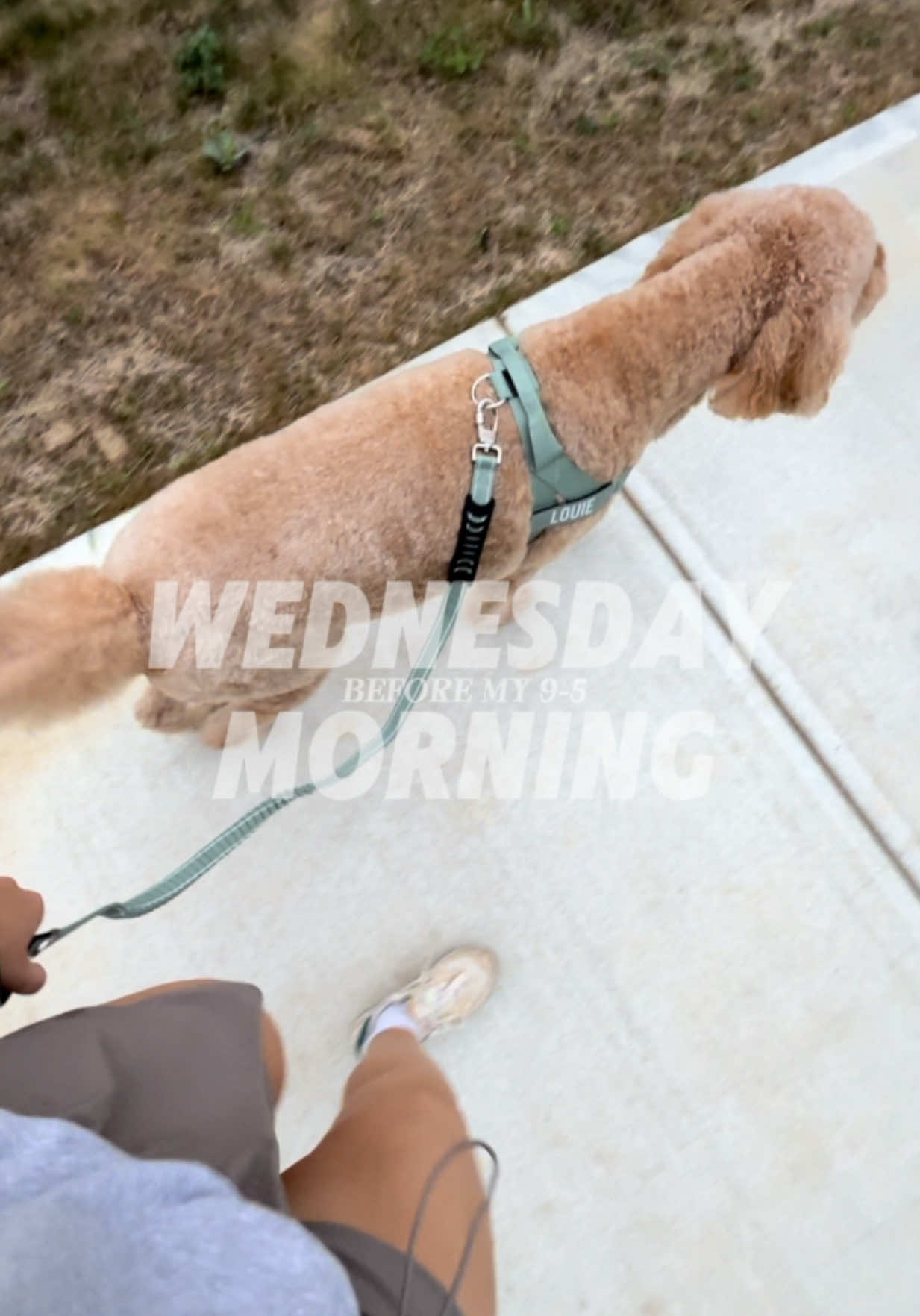 TikTok post by @hollyzmijewski for Dog Friendly Co. Caption reads: love our slow mornings before work!! shoutout to....