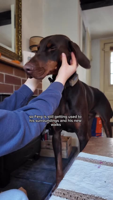 Instagram post by @thewalkingequestrian for Tractive. Caption reads: I have been trialing the @tractive GPS and Health....