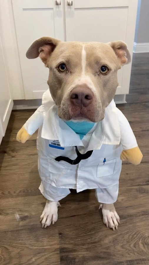 Instagram post by @smuckersthepitbull for Dutch. Caption reads: [...] and unlimited virtual vet visits @hellodutch....