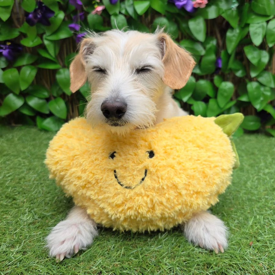 Instagram post by @bea_russell2021 for Happy Tails Hampers. Caption reads: [...] squeaky banana toy from....