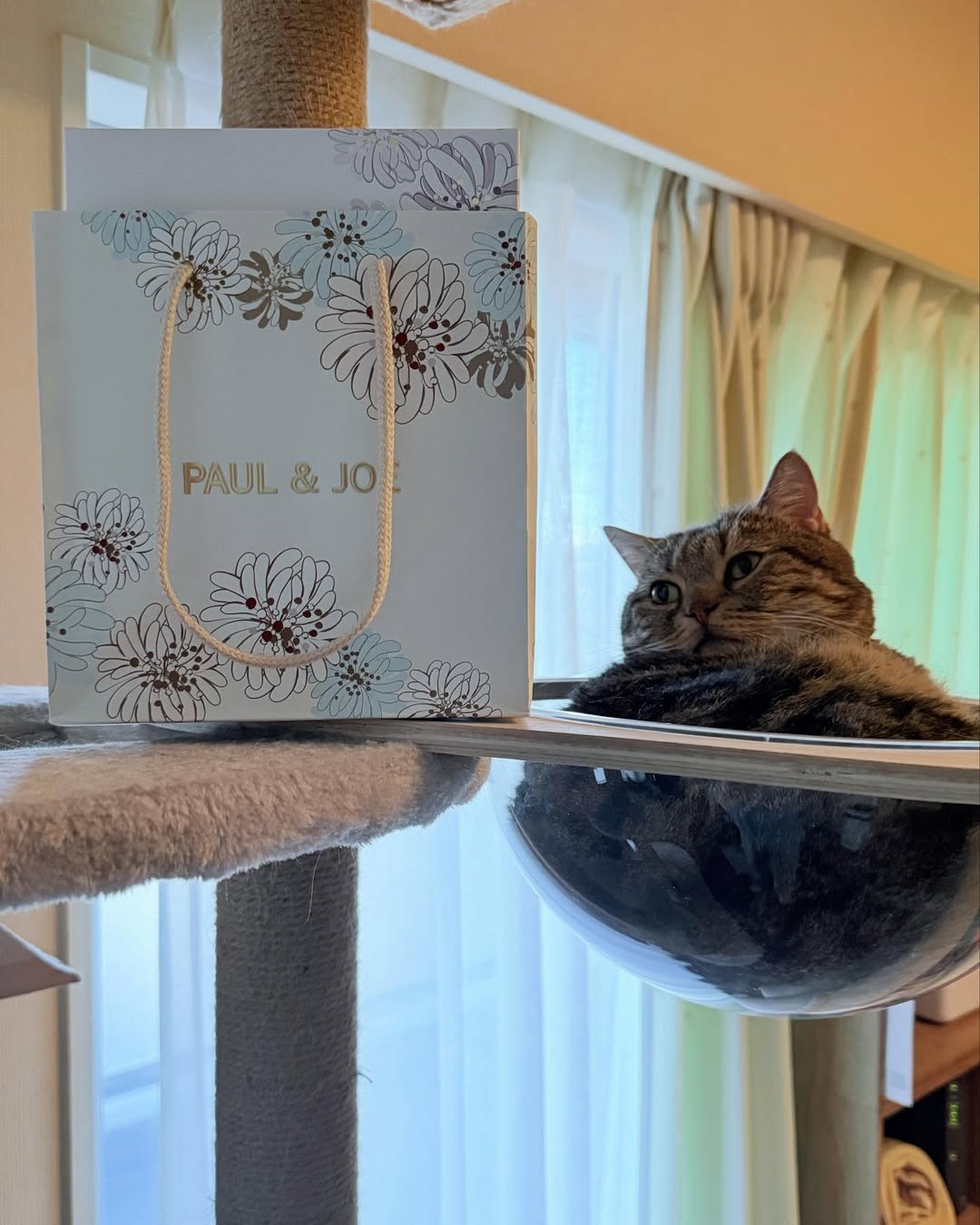 Instagram post by @junjun_jjj for PAUL & JOE BEAUTE. Caption reads: 今日ぼくがご紹介するのは  @paulandjoe_beaute さんの『ポール & ジョー....