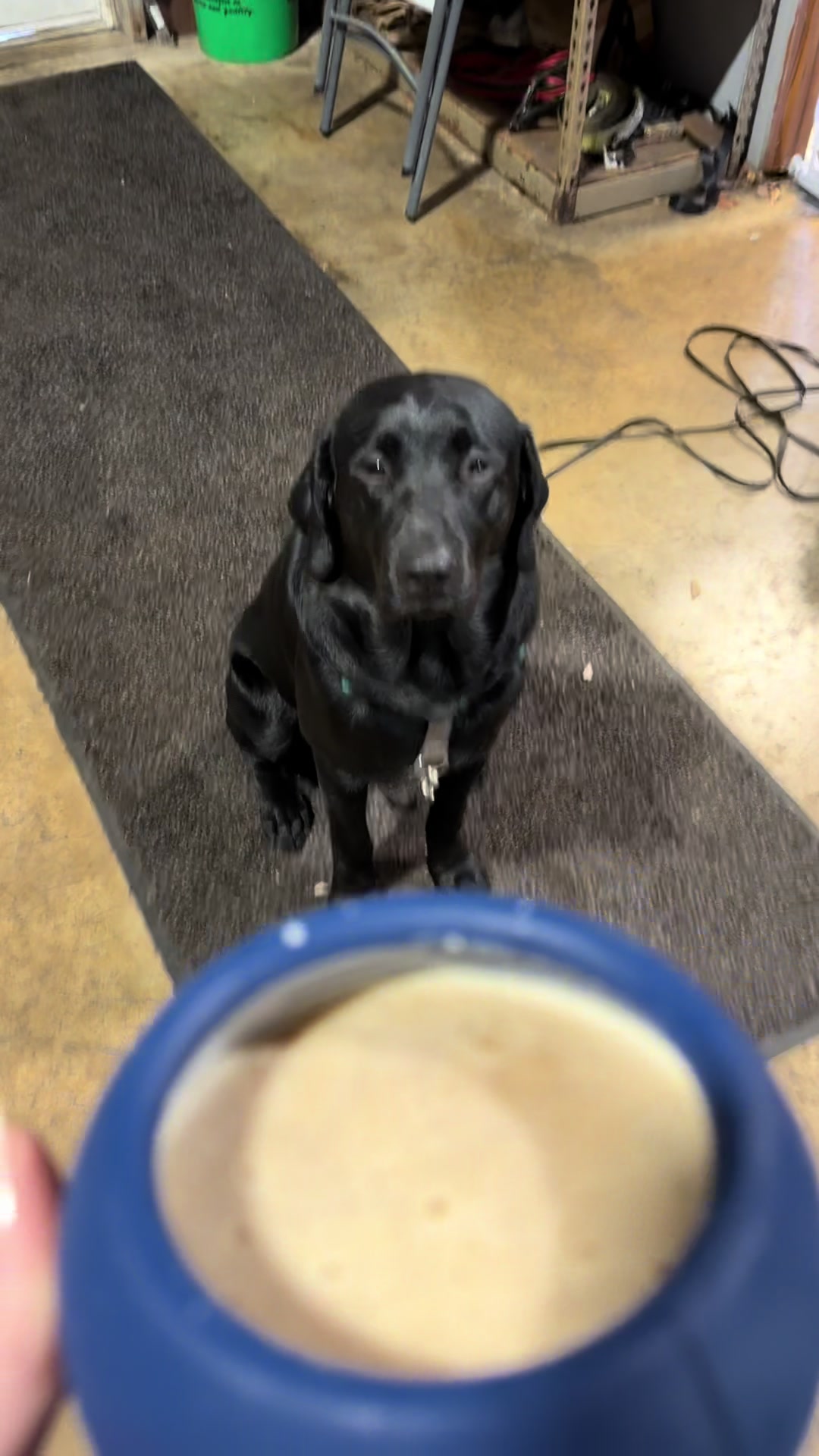 TikTok post by @mechanicwifelife24 for Freezbone. Caption reads: FreezBone Freezball for the win today mom got to....