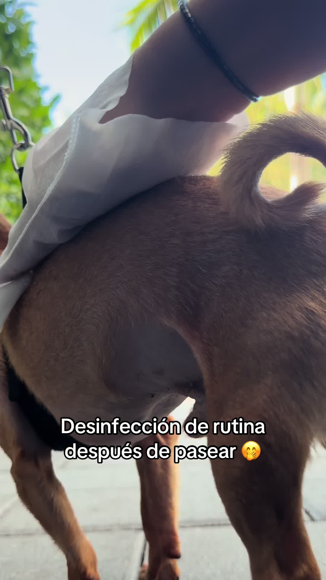 TikTok post by @glorisa2617 for HoneyCarePet. Caption reads: Ese final con esos músculos marcados me mata 😍🫣....