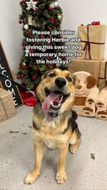 Instagram post by @debfeldbloom for Pups Without Borders. Caption reads: Meet Herbie! We rescued Herbie and his brother....