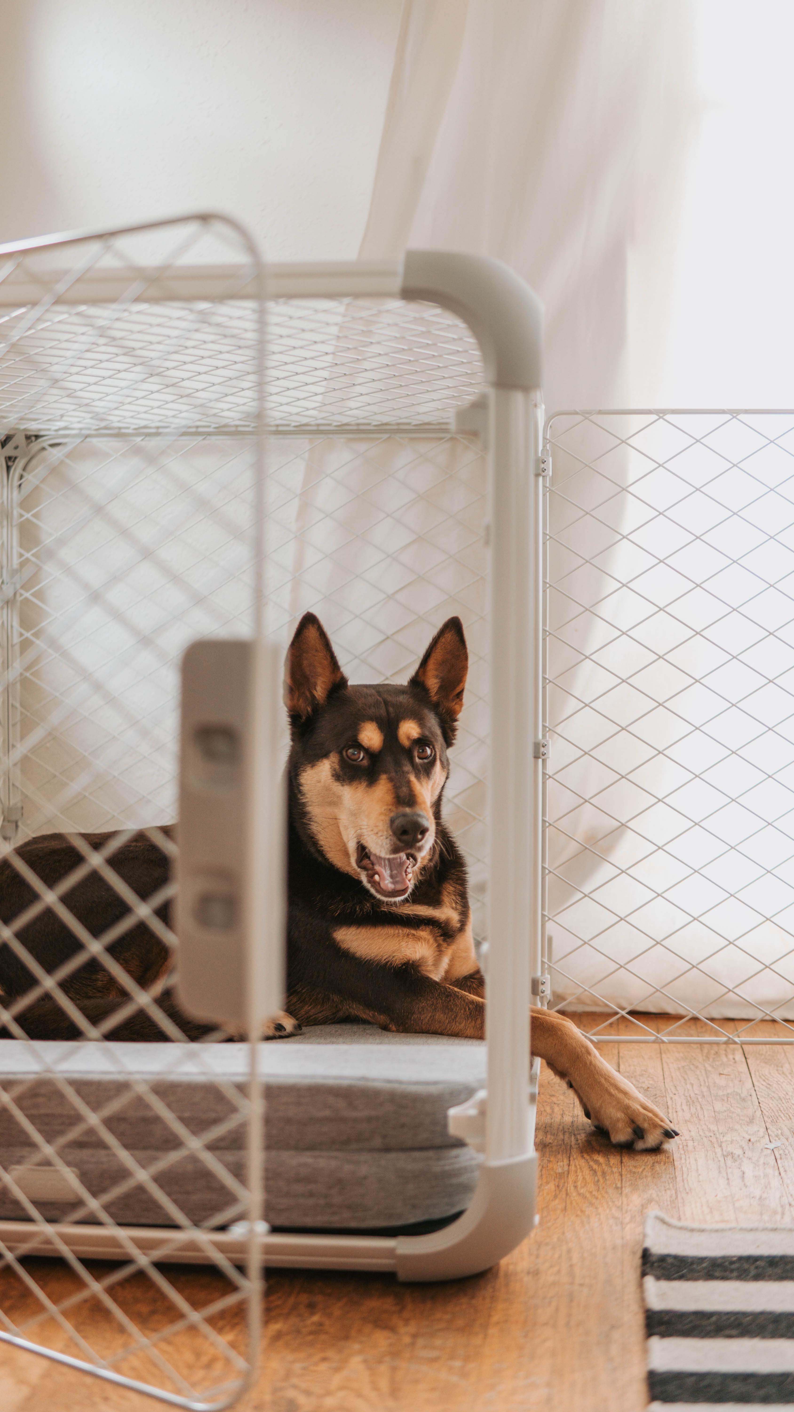 Instagram post by @somewhere_with_sora for Diggs. Caption reads: Check out the new diggs for my bf’s dog, Daphne✨....