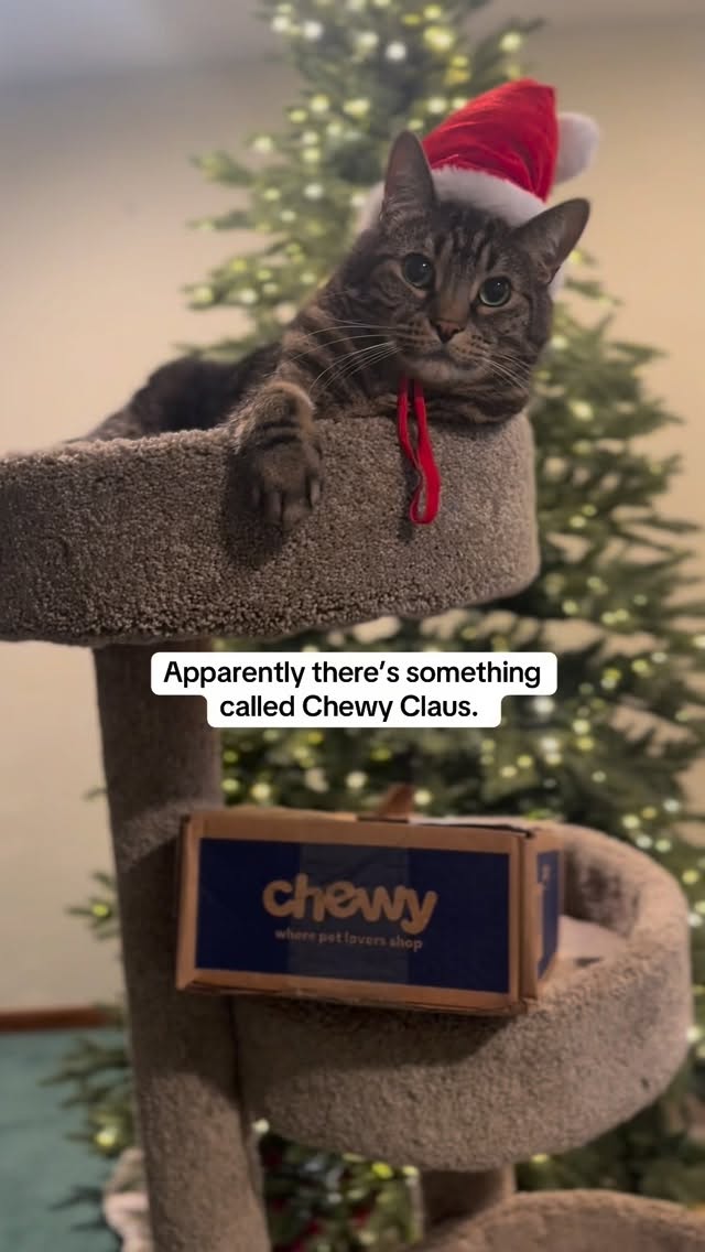 Instagram post by @mr.milothechonk for Chewy. Caption reads: #ChewyPartner It wouldn’t be the holidays without....