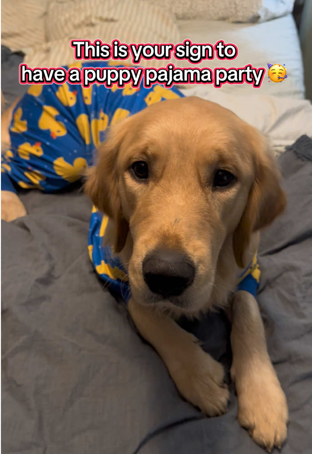 TikTok post by @goldensdaphneandruby for ShopHDE. Caption reads: [...] the cutest!! love my comfy crew!!! @ShopHDE....