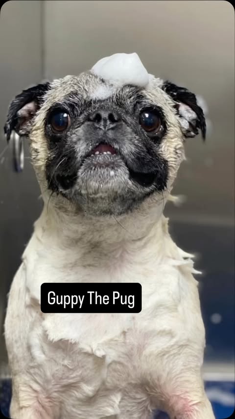 Instagram post by @guppythepug for Zoetis Petcare. Caption reads: #ad #zoetispartner We all want our dogs to be as....