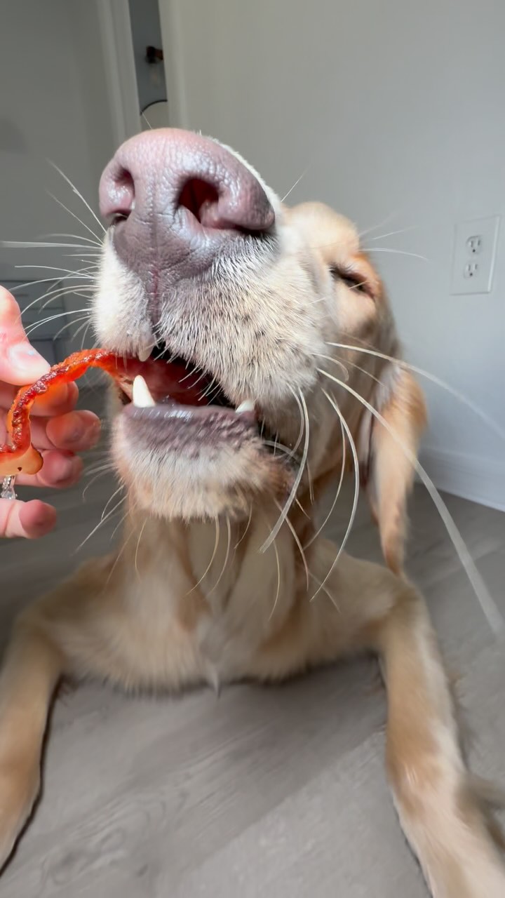 Instagram post by @whiskeythegoldenn_ for Oscar Mayer. Caption reads: First time trying bacon @oscarmayer....