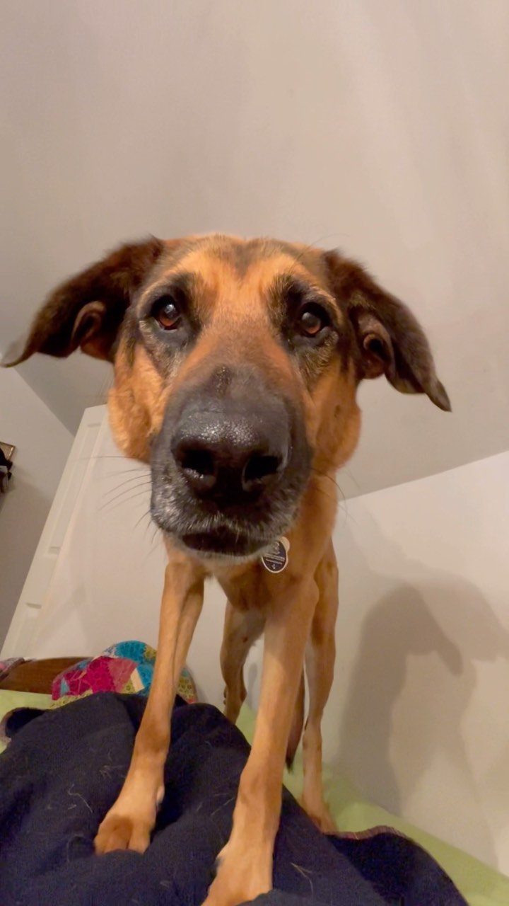 Instagram post by @katie_and_the_bandit for Oven-Baked Tradition. Caption reads: They do notice… and demand justice!
Bandit is on....