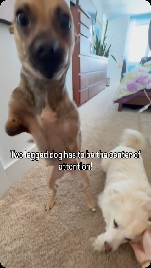 Instagram post by @amira.amiracle for WeRateDogs. Caption reads: Wyatt will not be ignored… or allow you to give....