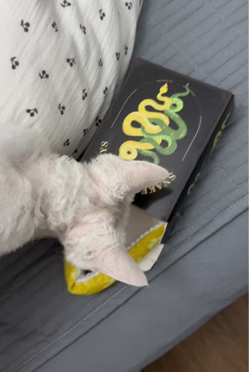 TikTok post by @potaroma_petlife for Potaroma. Caption reads: [...] #catsoftiktok #dealsforyoudays #cute....