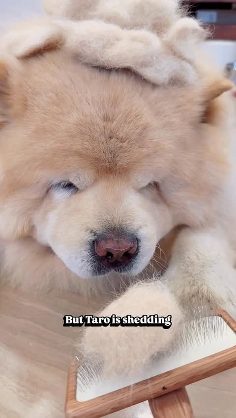 Instagram post by @taro_de_chow for Zesty Paws. Caption reads: [...] + CNY = chaos 😭😵‍💫 Fix it with: Zesty....