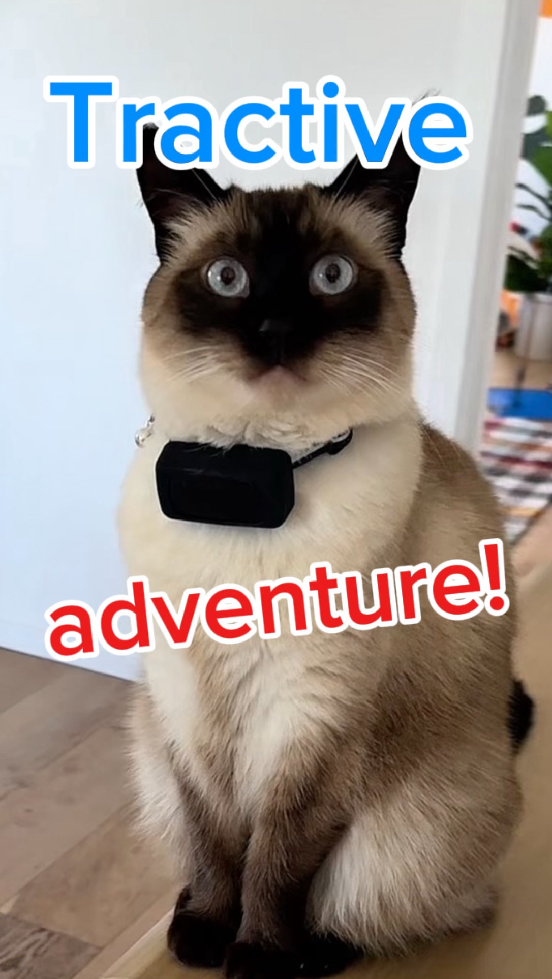 Instagram post by @mervthepet for Tractive. Caption reads: Our amazing friends at @tractive helped Merv go....