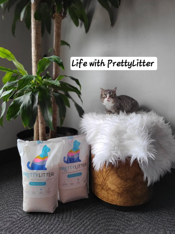 Instagram post by @winkythedwarfcat for PrettyLitter. Caption reads: Winky’s doing great and @prettylitter helps us....
