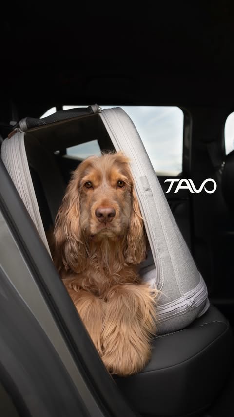 Instagram post by @harley_showcockerspaniel for Tavo Pets. Caption reads: [...] on the journey. We’ve been using the....