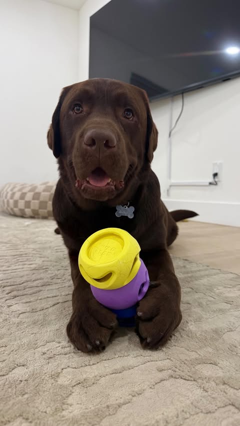 Instagram post by @thelabwoody for Petco. Caption reads: [...] U.S. on mywaglab.com, or at @petco....