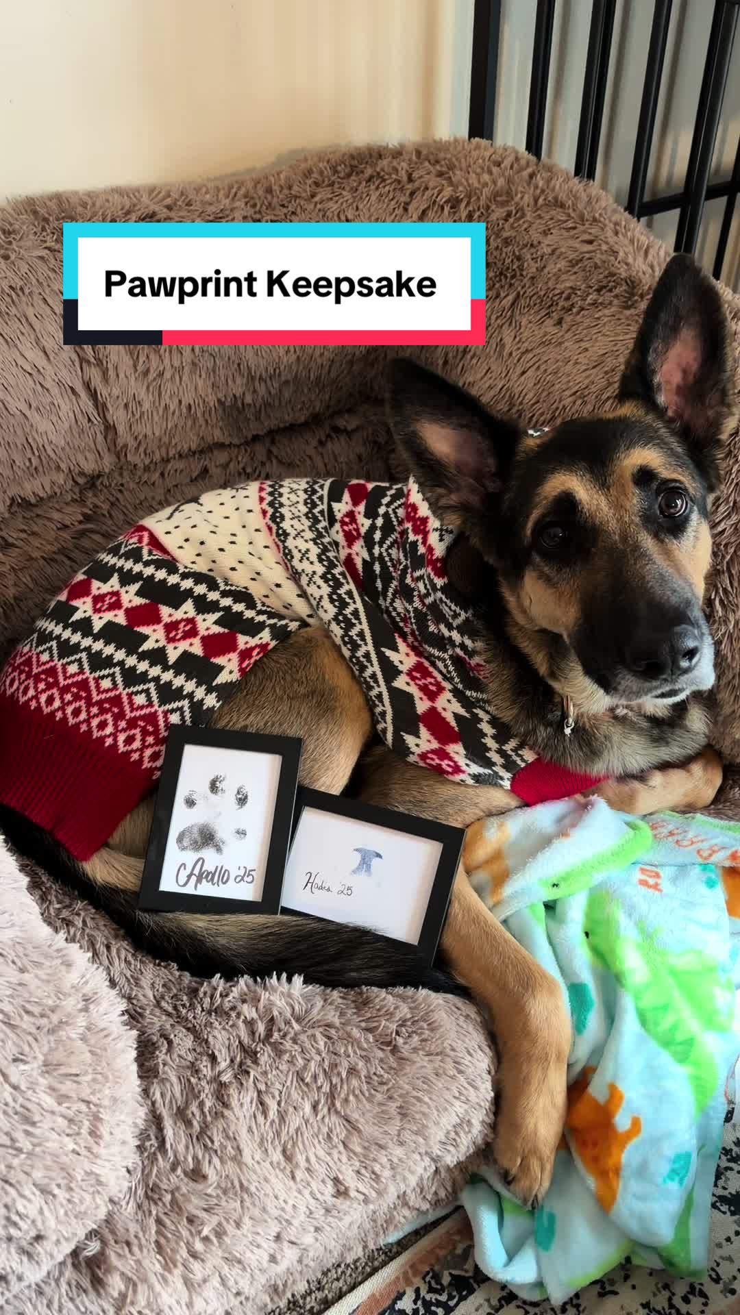 TikTok post by @apollotherescuegsd for Larleaf. Caption reads: [...] is such a fun gift for any pet parent.....