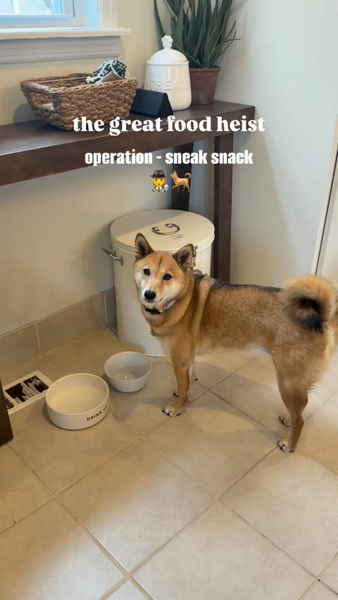 Instagram post by @livfuselli for Jinx. Caption reads: [...] already 🫶🏽🕵️‍♂️🐕 

I choose @thinkjinx....