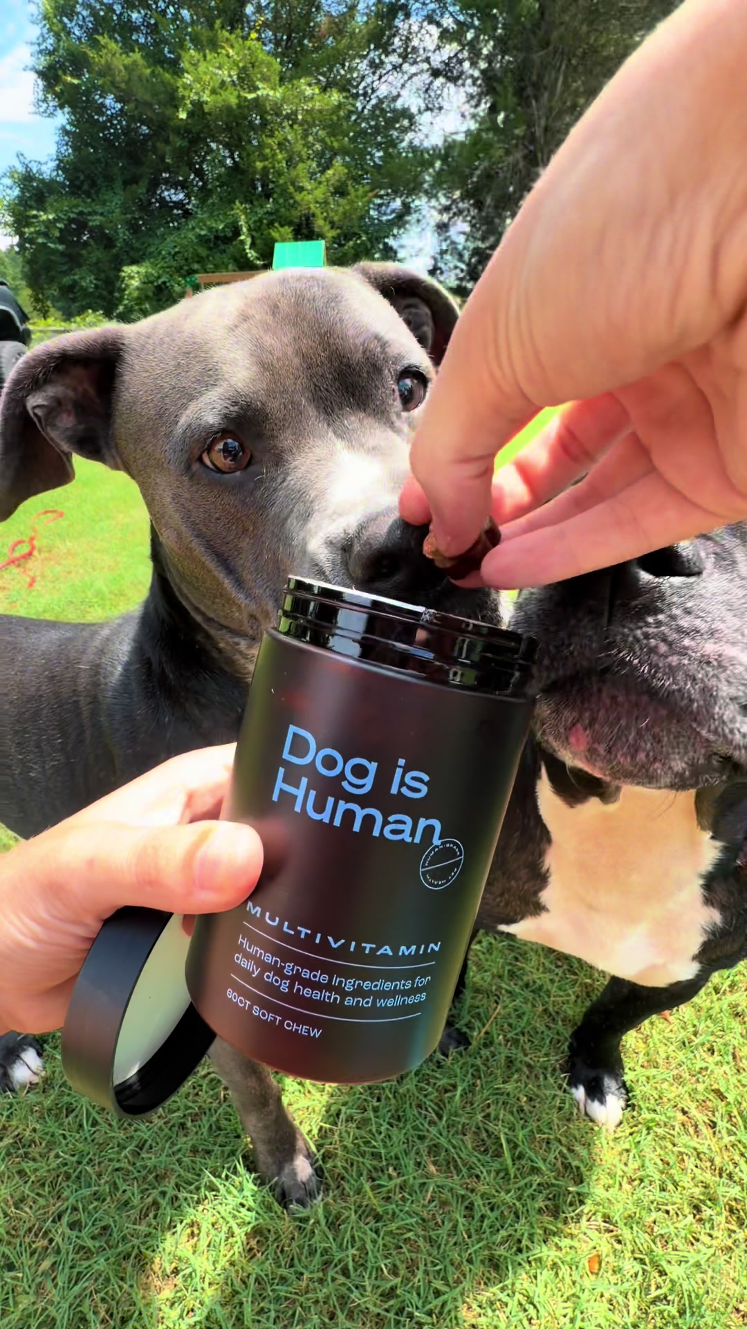 TikTok post by @jessdaughtry for Dog Is Human. Caption reads: [...] asmr sounds of my dogs tearing up @Dog is....
